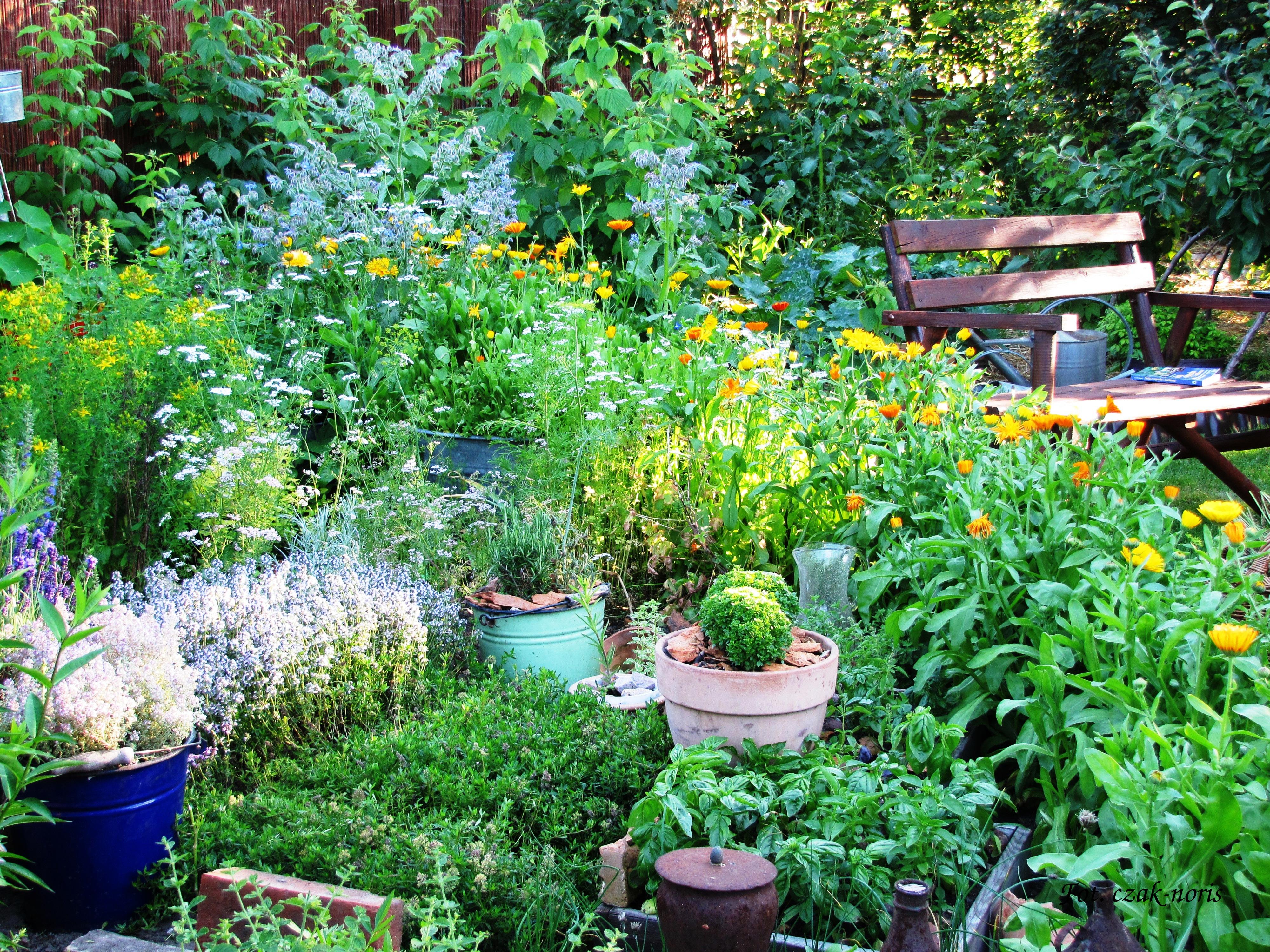 ogródek ziołowy
