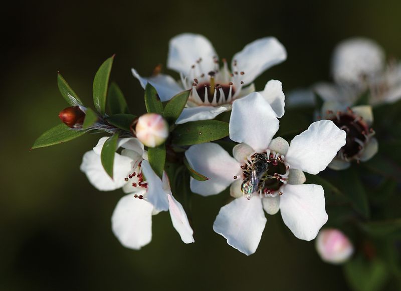 800px-Manuka_flowers_and_native_bee